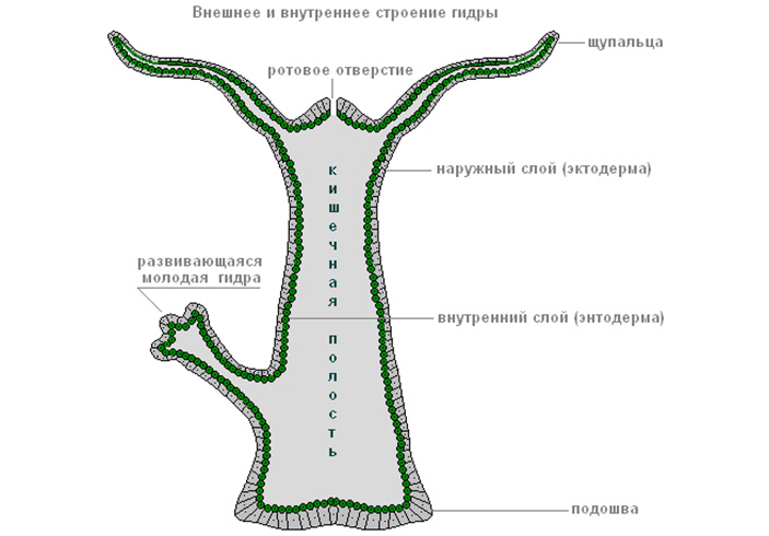 Hydra mega